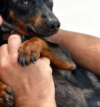 Bruno