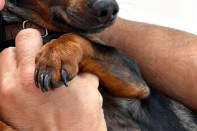 Dachshund (Miniature Smooth Haired)