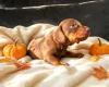 Dachshund (Miniature Smooth Haired)