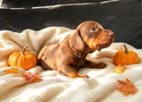 Puppy 2