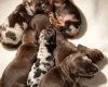 Dachshund (Miniature Smooth Haired)