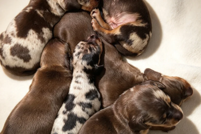 Dachshund (Miniature Smooth Haired)
