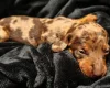 Dachshund (Miniature Smooth Haired)