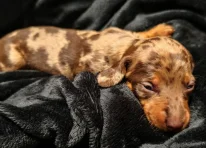 Puppy 3