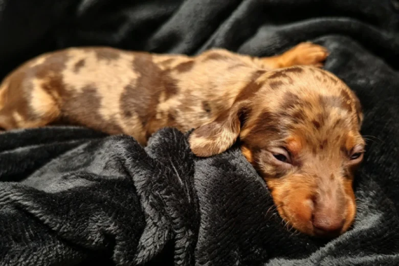 Dachshund (Miniature Smooth Haired)