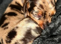 Puppy 4