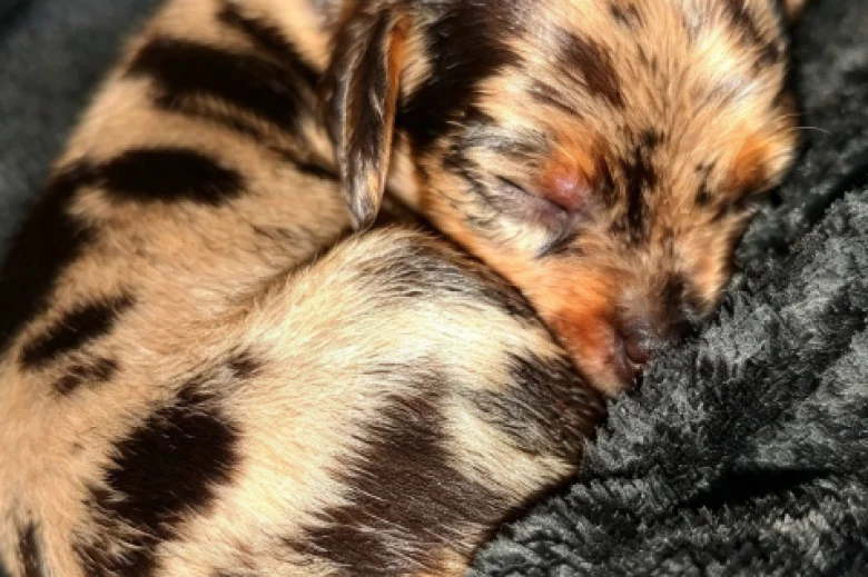 Dachshund (Miniature Smooth Haired)