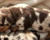 Dachshund (Miniature Smooth Haired)