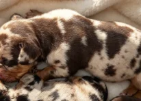 Puppy 5