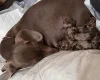 Dachshund (Miniature Smooth Haired)