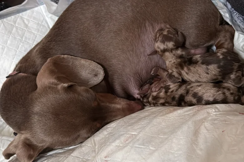 Dachshund (Miniature Smooth Haired)