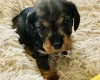 Dachshund (Miniature Wire Haired)