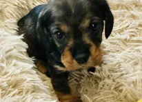 Puppy 1