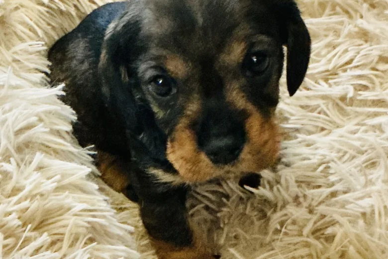 Dachshund (Miniature Wire Haired)