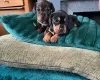 Dachshund (Miniature Wire Haired)