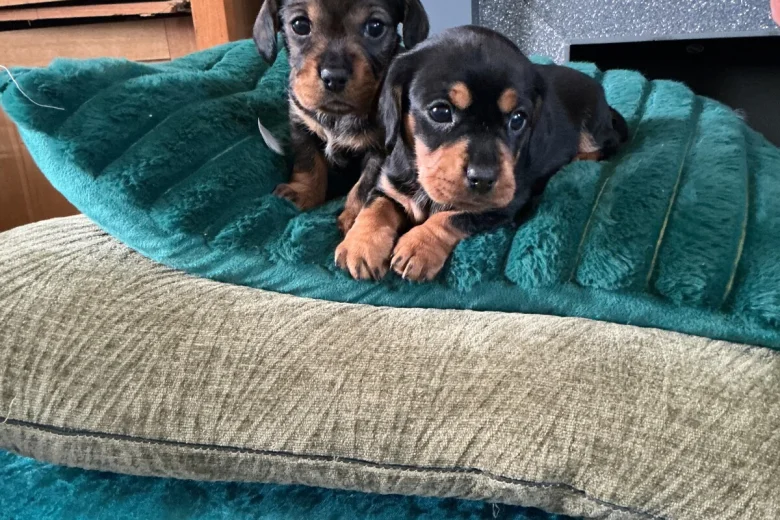 Dachshund (Miniature Wire Haired)