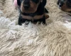 Dachshund (Miniature Wire Haired)