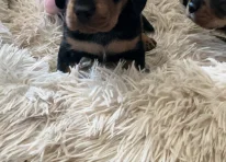 Puppy 2