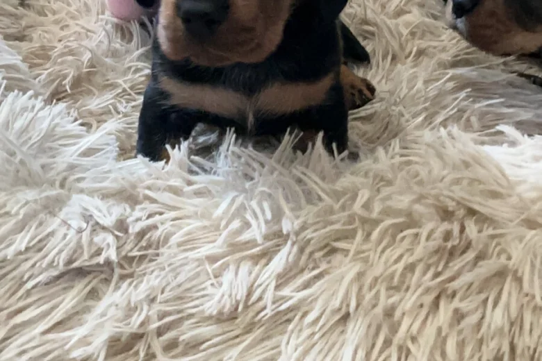 Dachshund (Miniature Wire Haired)