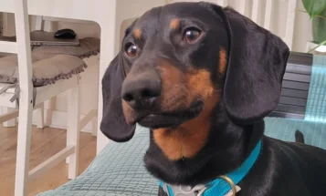 Dachshund (Smooth Haired)