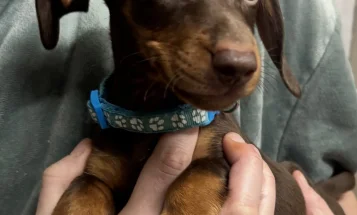 Dachshund (Smooth Haired)