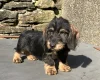 Dachshund (Wire Haired)