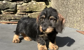 Dachshund (Wire Haired)