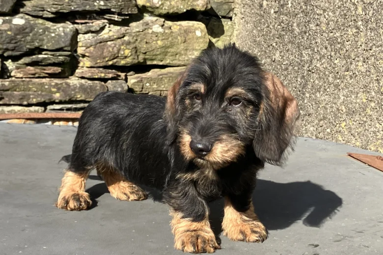 Dachshund (Wire Haired)