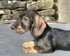 Dachshund (Wire Haired)