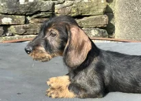 Puppy 1