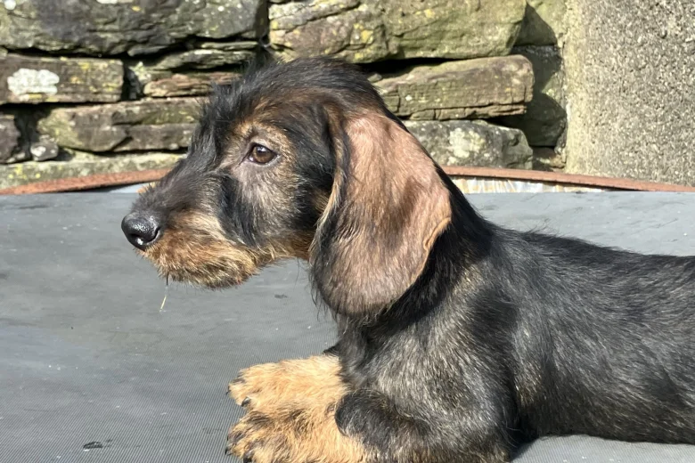 Dachshund (Wire Haired)