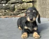 Dachshund (Wire Haired)