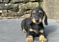 Puppy 2