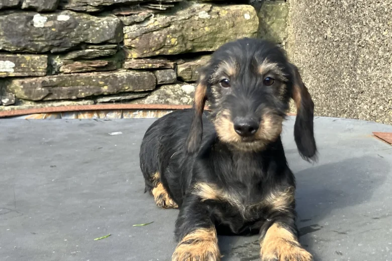 Dachshund (Wire Haired)