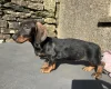 Dachshund (Wire Haired)