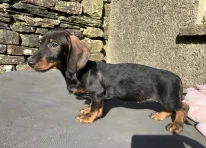 Puppy 3