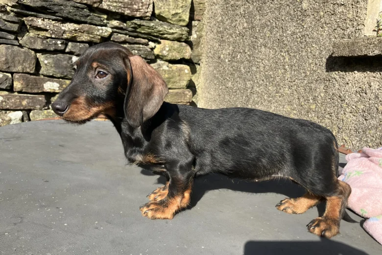 Dachshund (Wire Haired)