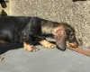 Dachshund (Wire Haired)