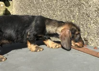 Puppy 4