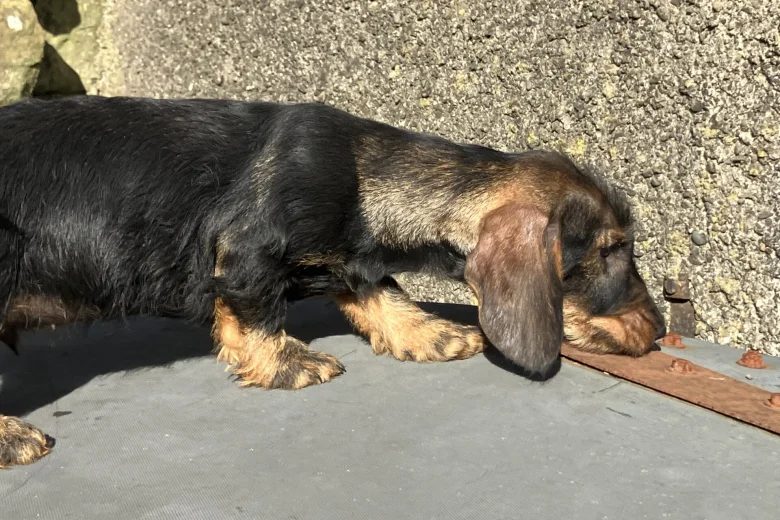 Dachshund (Wire Haired)