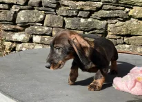 Puppy 5