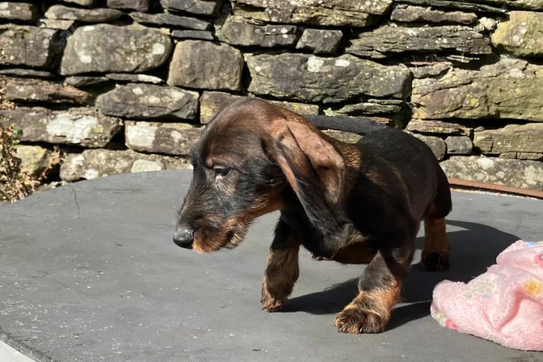 Dachshund (Wire Haired)