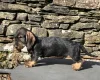 Dachshund (Wire Haired)
