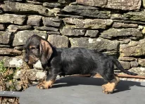 Puppy 6