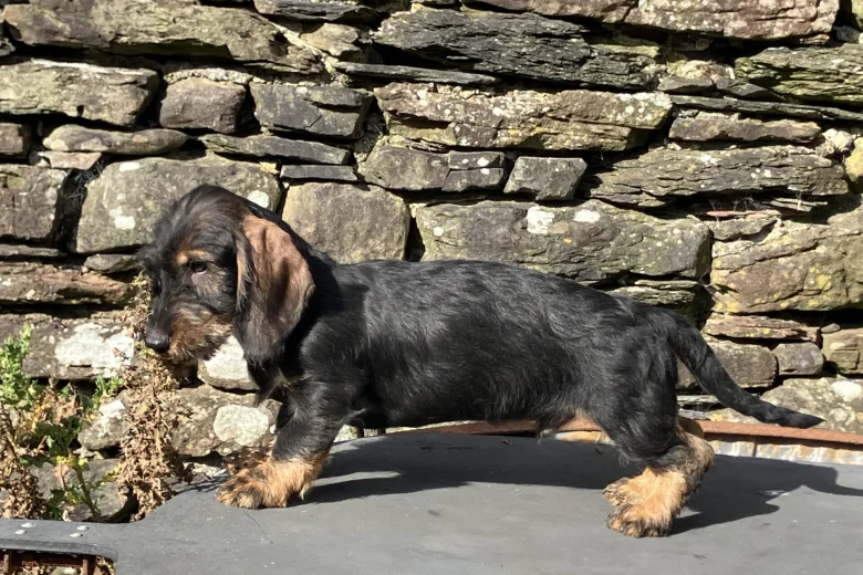 Dachshund (Wire Haired)