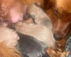 Dachshund (Long Haired)