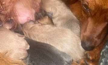 Dachshund (Long Haired)
