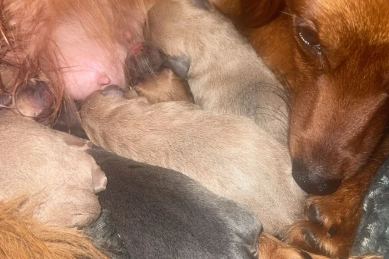 Dachshund (Long Haired)