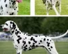 Dalmatian