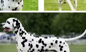 Dalmatian